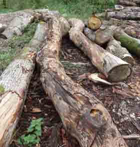 Rickyard logs Rickyard logs